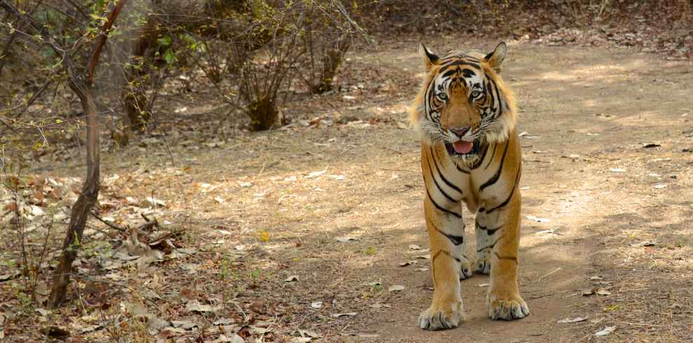 Ranthambhore Tiger Reserve