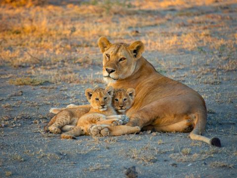 Gir Lion Safari