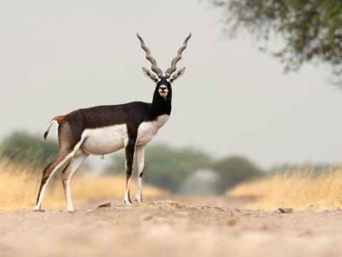 Velavadar Blackbuck Sanctuary Tour from Bhavnagar