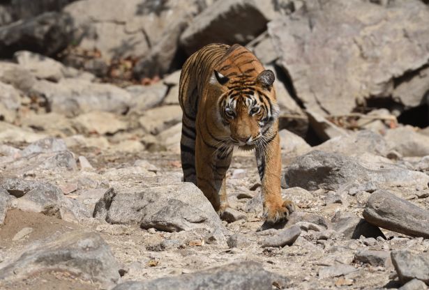 Tiger Sighting during 03 Days Ranthambhore jungle Safari Tour Package
