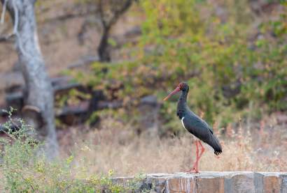 Black Stork in Ranthambhore Tiger Reserve