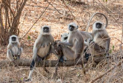 Group of Langurs captured during 02 Days Sariska Tour from Jaipur
