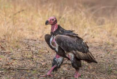 Vulture Spotted while 02 days Ranthambhore Weekend Tour