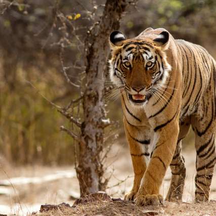 Tiger sighting at Sariska Tiger Reserve during Mewat tour package