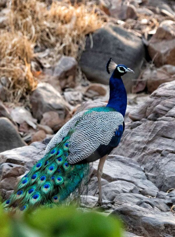 Peacock spotted during Rajasthan wildlife tour in natural habitat