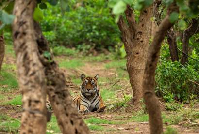 Royal Bengal Tiger sighting in 02 Days Sariska Tour from Jaipur