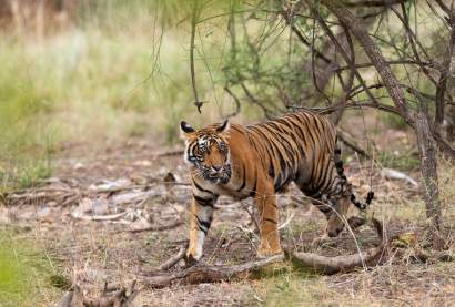 Royal Bengal Tiger Sightseeing during 02 Days Ranthambhore Weekend Tour