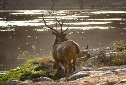 Sambhar Deer Sightseeing in Ranthambhore Tiger Reserve