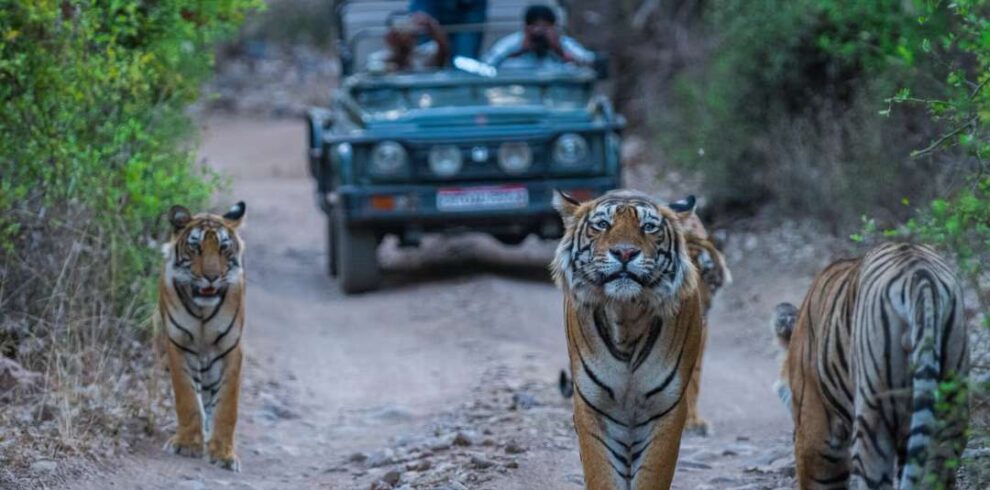 Tiger spotted during jungle safari at Ranthambhore Tiger Reserve